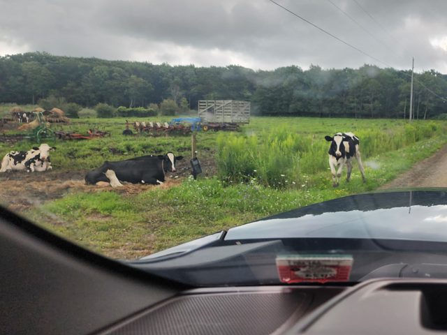 Yielding to the locals on a farm road, August 2024