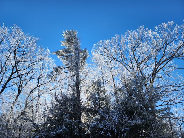 Hoarfrost on the treeline, December 2022